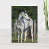 ボブラングリシュ |ダップルグレーの四分の一馬立ち カード (正面)