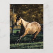 ボブラングリシュ |ダンクォーターホースランニングズ ポストカード (正面)