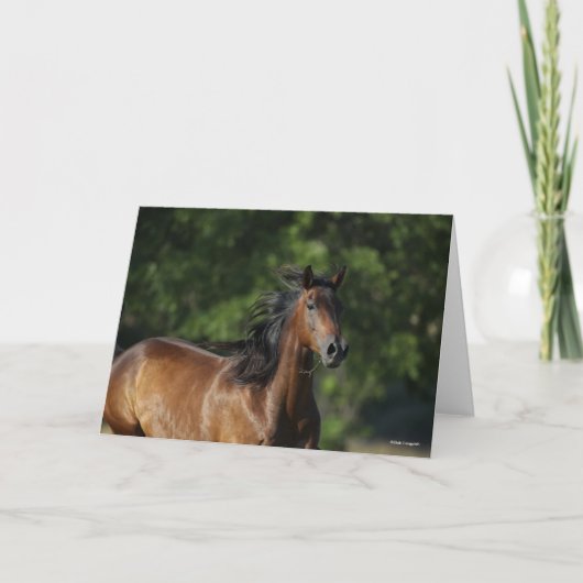 ボブラングリシュ |ダークベイクォーターホースヘッドショット カード (正面)