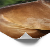 ボブラングリシュ |ダークベイクォーターホースヘッドショット ポスター (角)