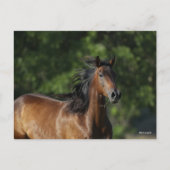 ボブラングリシュ |ダークベイクォーターホースヘッドショット ポストカード (正面)
