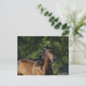ボブラングリシュ |ダークベイクォーターホースヘッドショット ポストカード (スタンド正面)