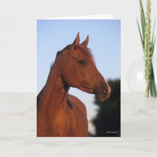 ボブラングリシュ |チェストナット・アラブの岬 カード (正面)