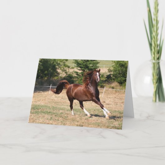 ボブラングリシュ |チェストナット・アラブ・スタランニングリオン・3 カード (正面)