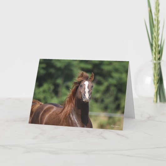 ボブラングリシュ |チェストナット・アラブ・スタリオン岬 カード (正面)