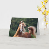 ボブラングリシュ |チェストナット・アラブ・スタリオン岬 カード (黄色い花)