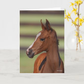 ボブラングリシュ |チェストナット・アラブ・フォールの岬 カード (黄色い花)