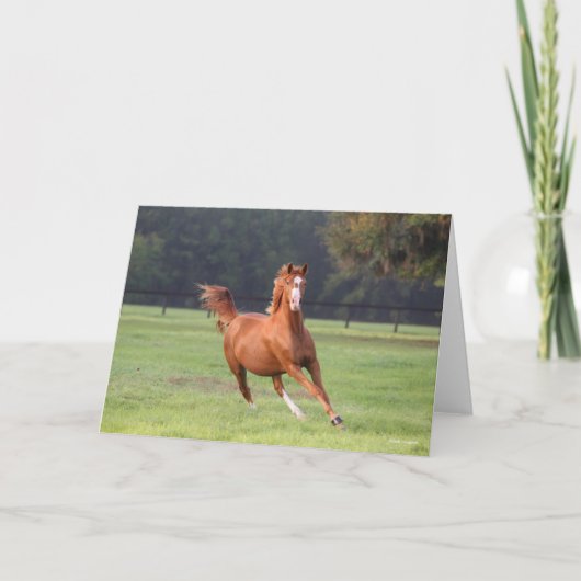 ボブラングリシュ |チェストナット・オルデンバランニングーグズ カード (正面)