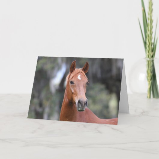 ボブラングリシュ |チェストナット・オルデンブルグ岬 カード (正面)