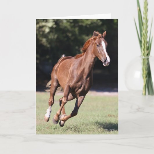 ボブラングリシュ |チェストナット・テネシー・ウォーカー・ランニングズ カード (正面)