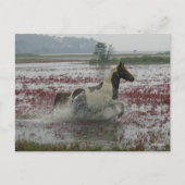 ボブラングリシュ |チンコテランニングーグの馬の水中 ポストカード (正面)