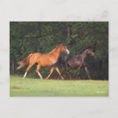 ボブラングリシュ |ドイツのライディングポニーとオルデンブルク ポストカード (正面)