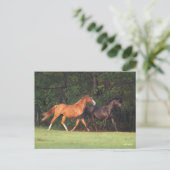 ボブラングリシュ |ドイツのライディングポニーとオルデンブルク ポストカード (スタンド正面)