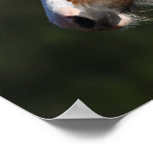 ボブラングリシュ |ドラムホースのヘッドショット ポスター (角)