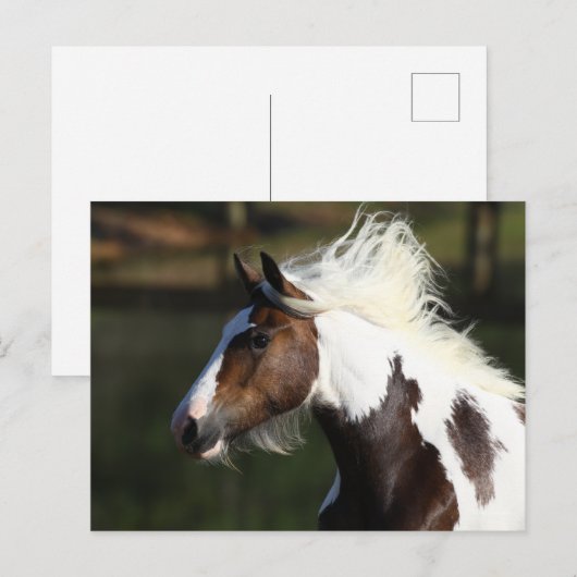 ボブラングリシュ |ドラムホースのヘッドショット ポストカード (正面/裏面)