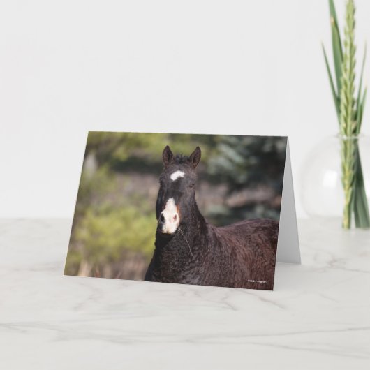 ボブラングリシュ |バシキアカーリーマーレヘッドショット カード (正面)