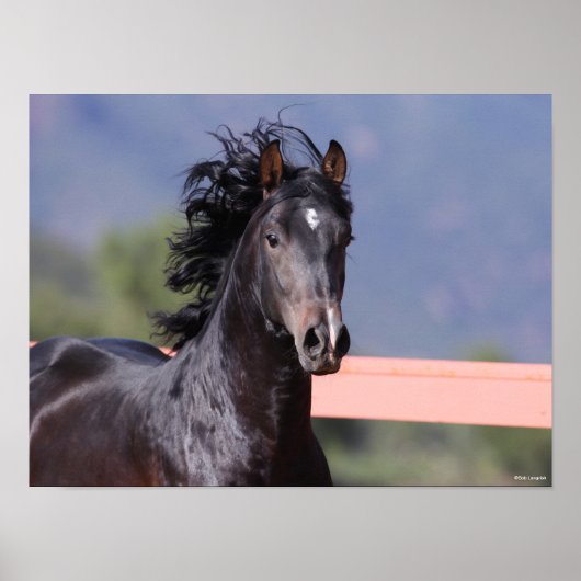 ボブラングリシュ |バックアンダルシアのヘッドショット ポスター (正面)