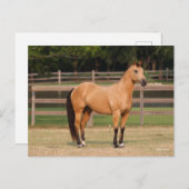 ボブラングリシュ |バックスキン四分の馬の立ち ポストカード (正面/裏面)