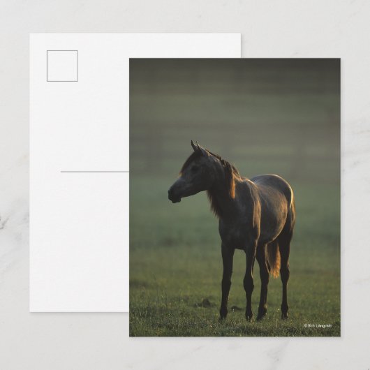 ボブラングリシュ |バックライト付きアラビア語（霧） ポストカード (正面/裏面)