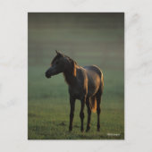 ボブラングリシュ |バックライト付きアラビア語（霧） ポストカード (正面)