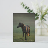 ボブラングリシュ |バックライト付きアラビア語（霧） ポストカード (スタンド正面)