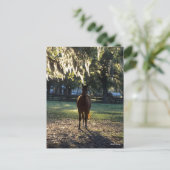 ボブラングリシュ |バックライト付きワードロッド ポストカード (スタンド正面)