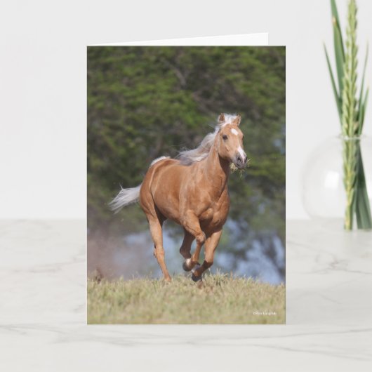 ボブラングリシュ |パロミノクォーターホランニングース カード (正面)