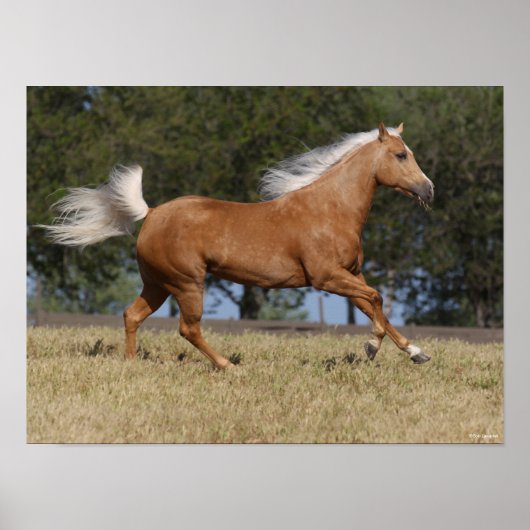ボブラングリシュ |パロミノクォーターホースランニングズ ポスター (正面)