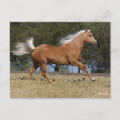 ボブラングリシュ |パロミノクォーターホースランニングズ ポストカード (正面)
