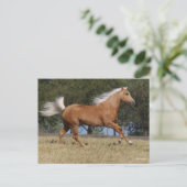 ボブラングリシュ |パロミノクォーターホースランニングズ ポストカード (スタンド正面)
