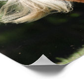 ボブラングリシュ |パロミノミニチュアポニーランニングズ ポスター (角)