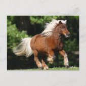 ボブラングリシュ |パロミノミニチュアポニーランニングズ ポストカード (正面)