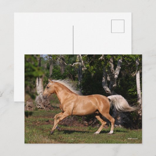 ボブラングリシュ |パロミノLusitano Stallionランニングのホテル ポストカード (正面/裏面)