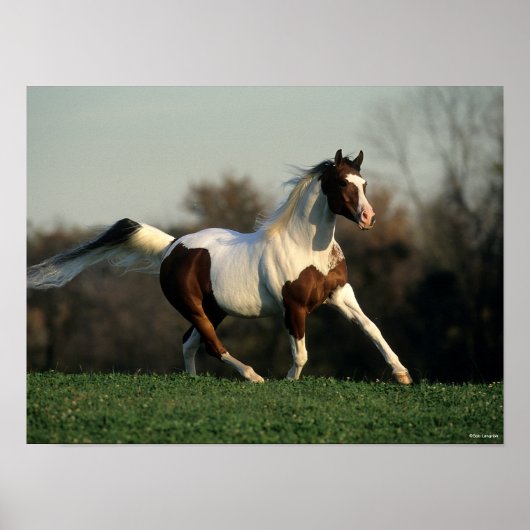 ボブラングリシュ |ピント・アラブマネとテール・フロー ポスター (正面)