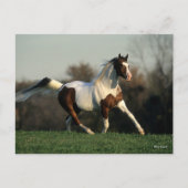 ボブラングリシュ |ピント・アラブマネとテール・フロー ポストカード (正面)