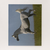 ボブラングリシュ |フィールドのグレー・アラブのスタリオン ジグソーパズル (縦)