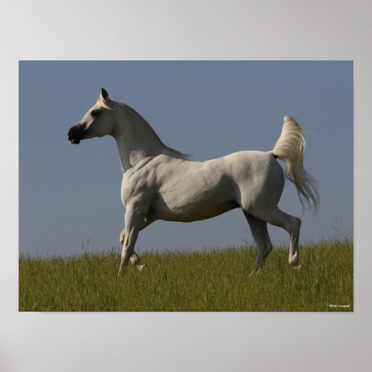 ボブラングリシュ |フィールドのグレー・アラブのスタリオン ポスター (正面)