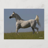 ボブラングリシュ |フィールドのグレー・アラブのスタリオン ポストカード (正面)