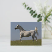ボブラングリシュ |フィールドのグレー・アラブのスタリオン ポストカード (スタンド正面)