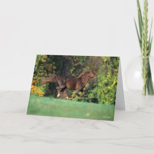 ボブラングリシュ |ブラウンロッキーマウンテンホースランニング カード (正面)