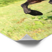 ボブラングリシュ |ブラックフリシアランニングシアの ポスター (角)