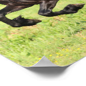 ボブラングリシュ |ブラックフリシアランニングシアの ポスター (角)