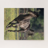 ボブラングリシュ |ブラックワルンブロッドランニングスタリオン ジグソーパズル (横)