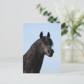 ボブラングリシュ |ブラック・アラブ・スタリオン・ヘッドショット ポストカード (スタンド正面)