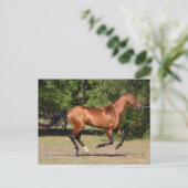 ボブラングリシュ |ベイアクハルテクランニングスタリオン ポストカード (スタンド正面)