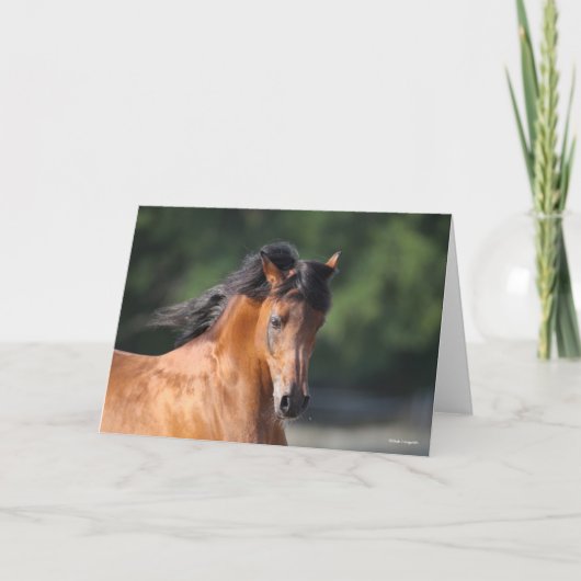 ボブラングリシュ |ベイアラブのヘッドショット カード (正面)