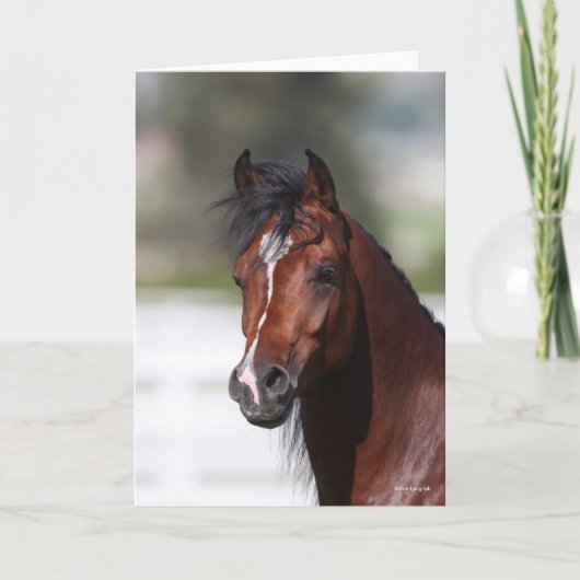 ボブラングリシュ |ベイアラブ子馬ヘッドショット カード (正面)