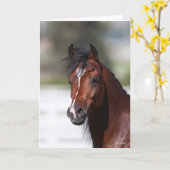 ボブラングリシュ |ベイアラブ子馬ヘッドショット カード (黄色い花)