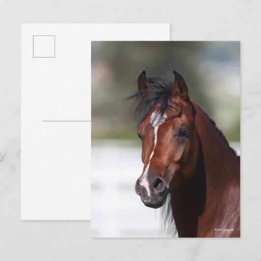 ボブラングリシュ |ベイアラブ子馬ヘッドショット ポストカード (正面/裏面)