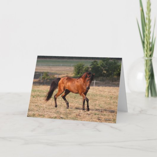 ボブラングリシュ |ベイアラブ歩く カード (正面)